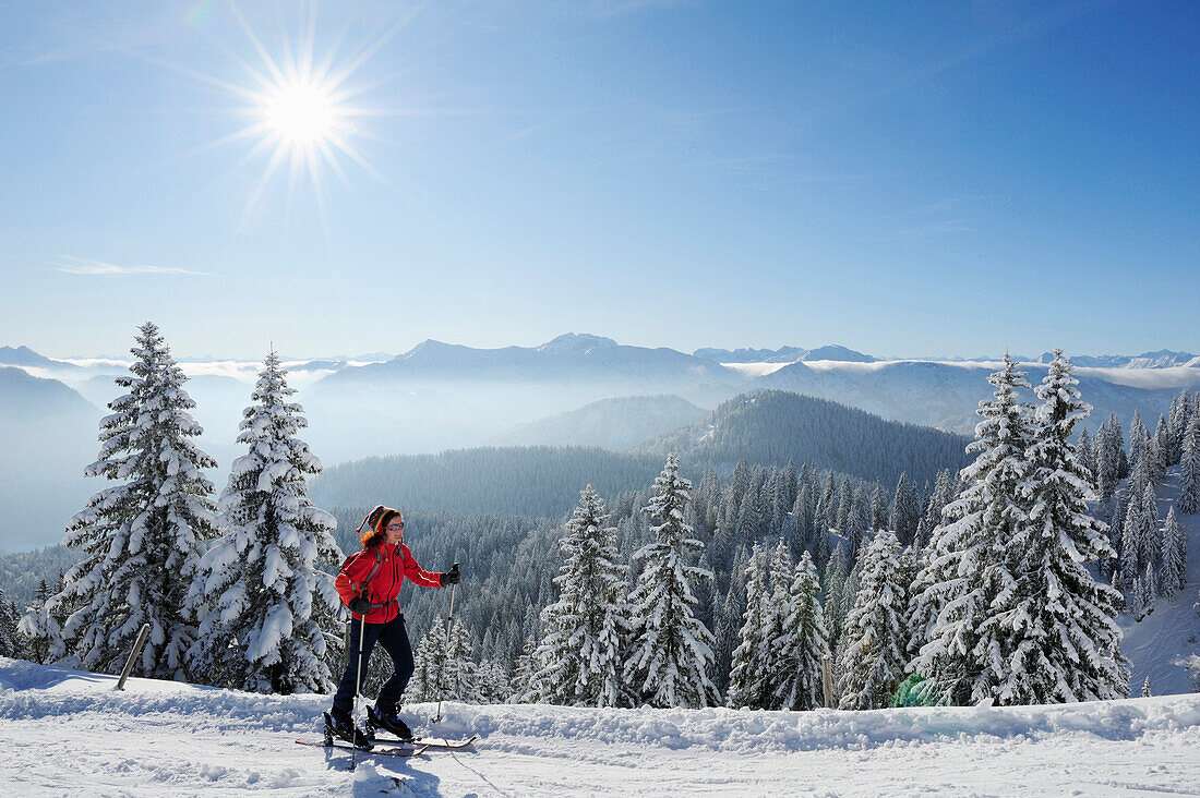 Frau auf Skitour steigt zum Hirschberg auf, Winterwald und Bayerische Alpen im Hintergrund, Hirschberg, Bayerische Voralpen, Bayerische Alpen, Oberbayern, Bayern, Deutschland