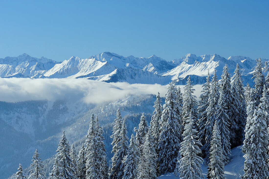 Snow-covered forest on Hirschberg mountain, Karwendel mountain range in the background, Hirschberg, Bavarian Pre-Alps, Bavarian Alps, Upper Bavaria, Bavaria, Germany