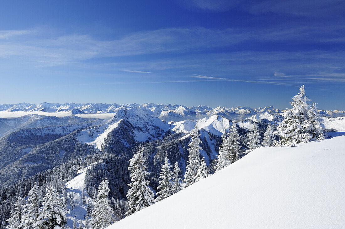 Snow-covered spruces, Bavarian Alps, Karwendel mountain range and Wetterstein mountain range in the background, Hirschberg, Bavarian Pre-Alps, Bavarian Alps, Upper Bavaria, Bavaria, Germany