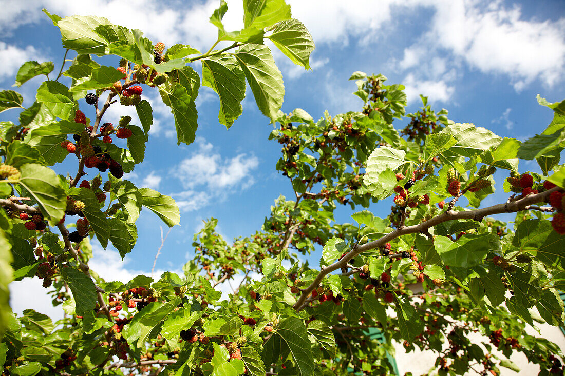 Mulberry tree with fruit in the sunlight, Kornati archipelago, Croatia, Europe