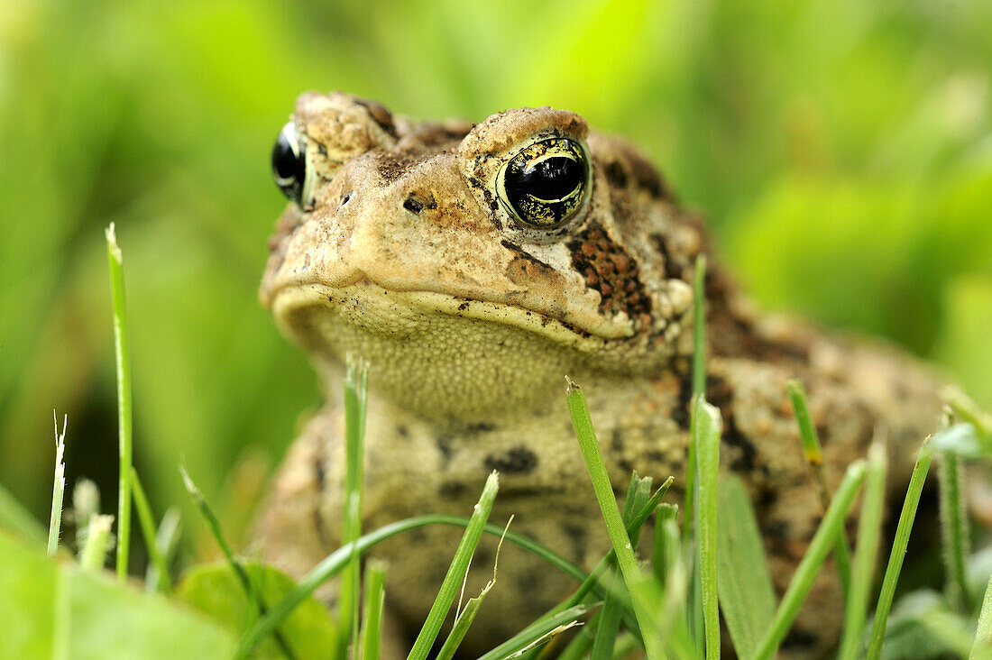 American toad Bufo americanus in lawn setting