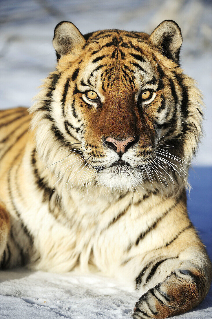 Siberian tiger Panthera tigris altaica- captive in winter habitat