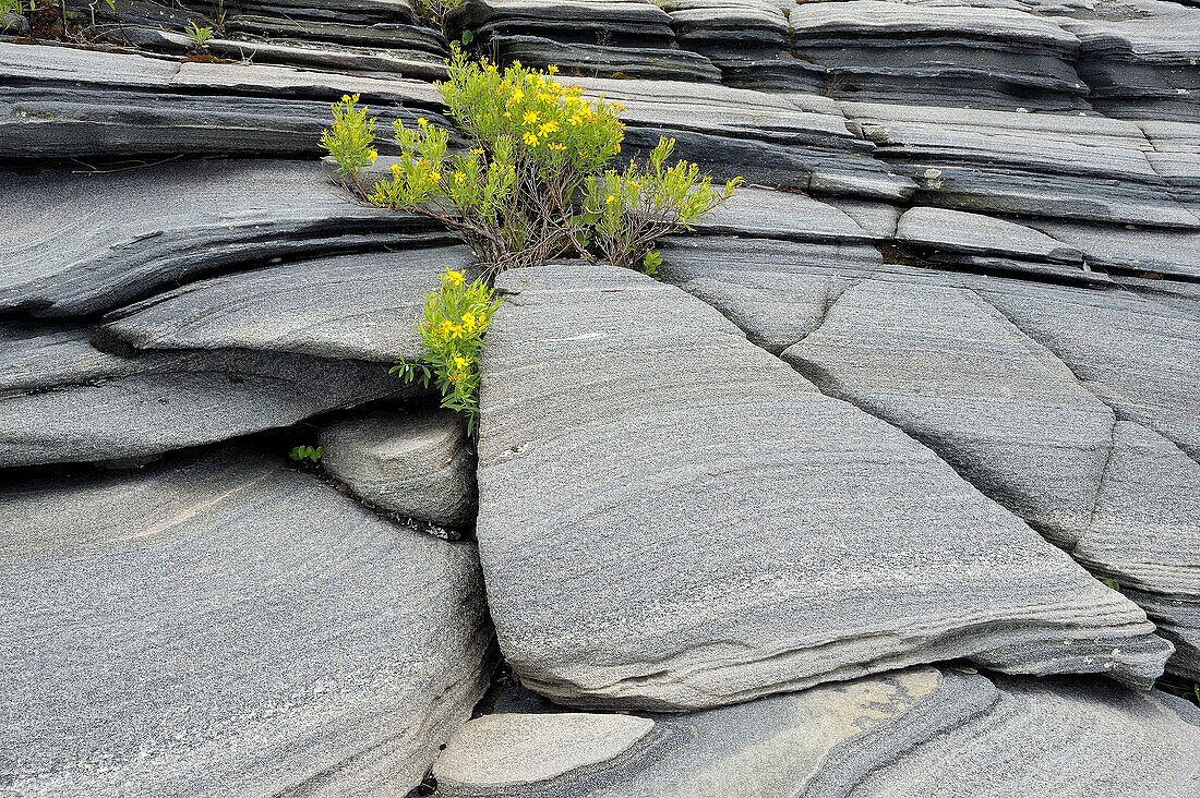 Grey straigt gneiss rock outcrops with cinquefoil shrub