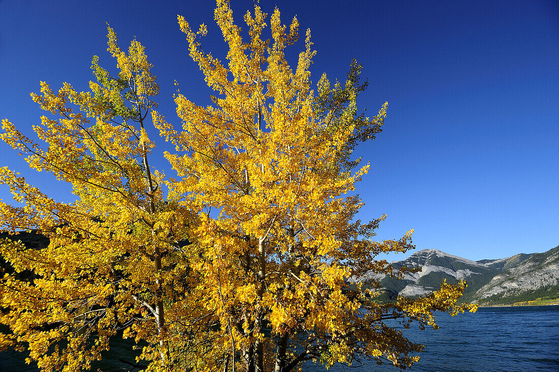 Trembling aspen in autumn on banks of Barrier Lake