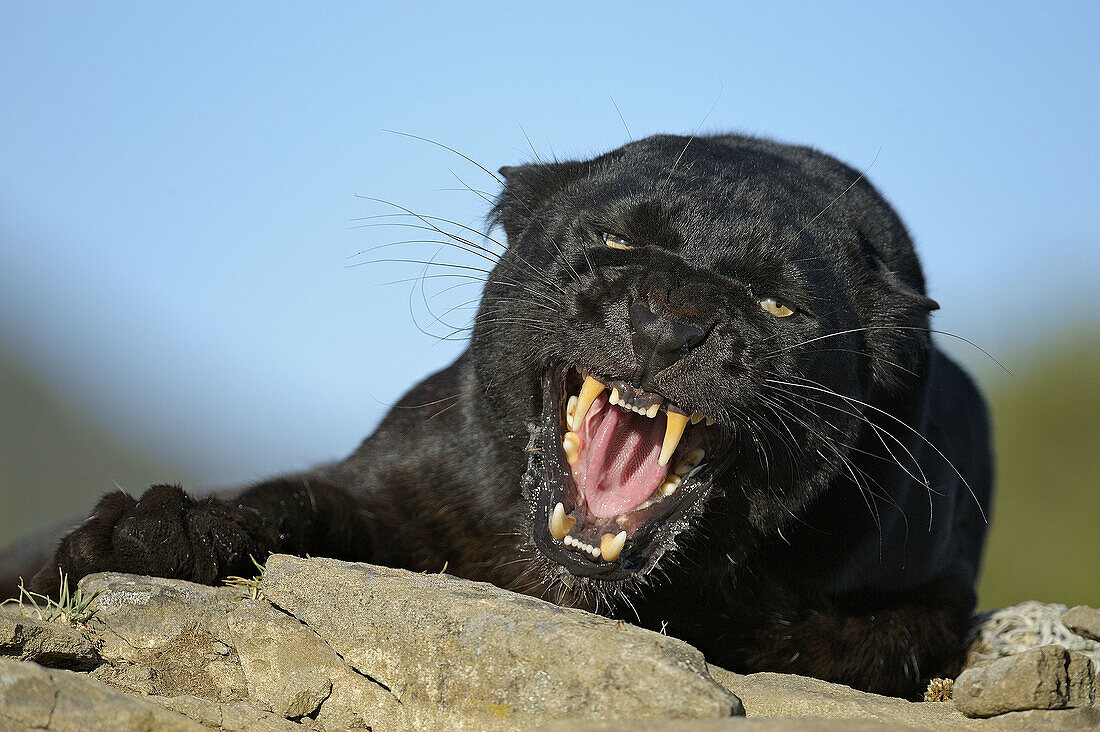 Melanistic black leopard Panthera pardus- captive