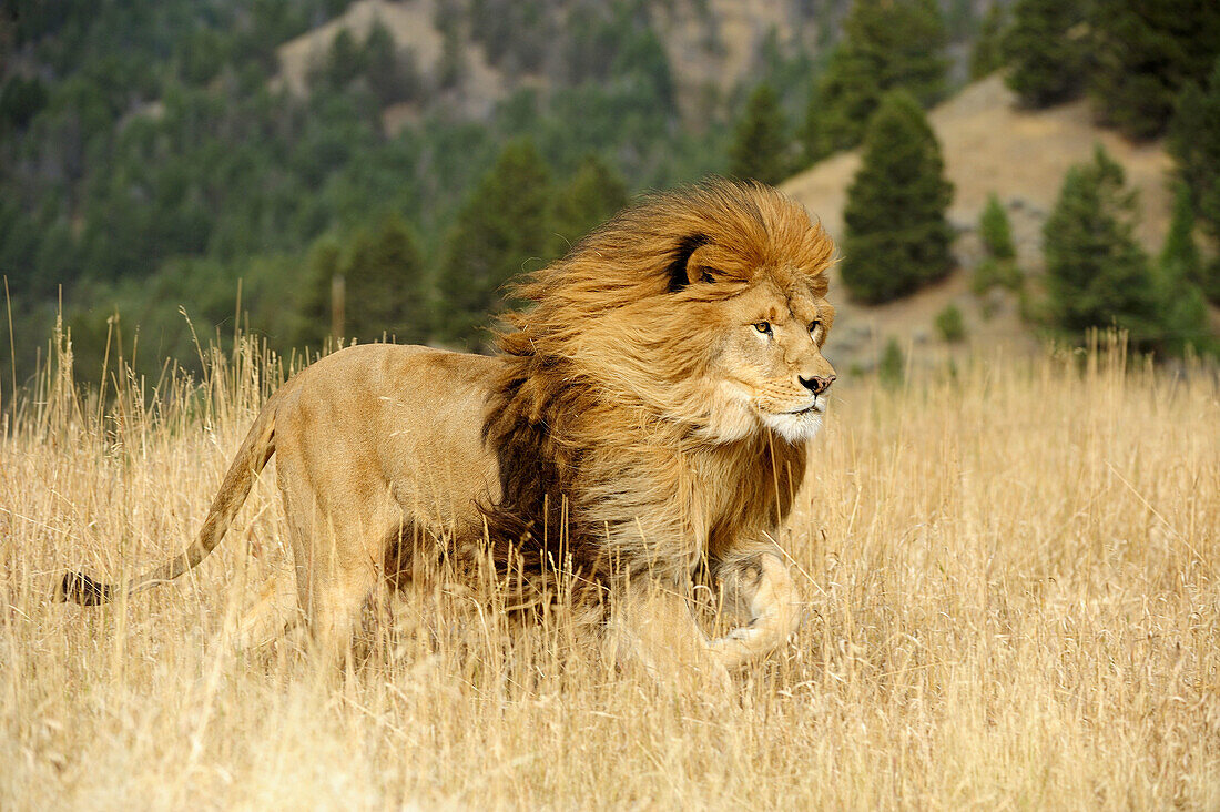 Barbary lion Panthera leo, extinct in wild- captive