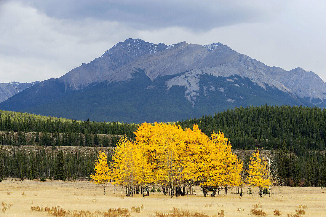 Autumn aspens and mountain peak