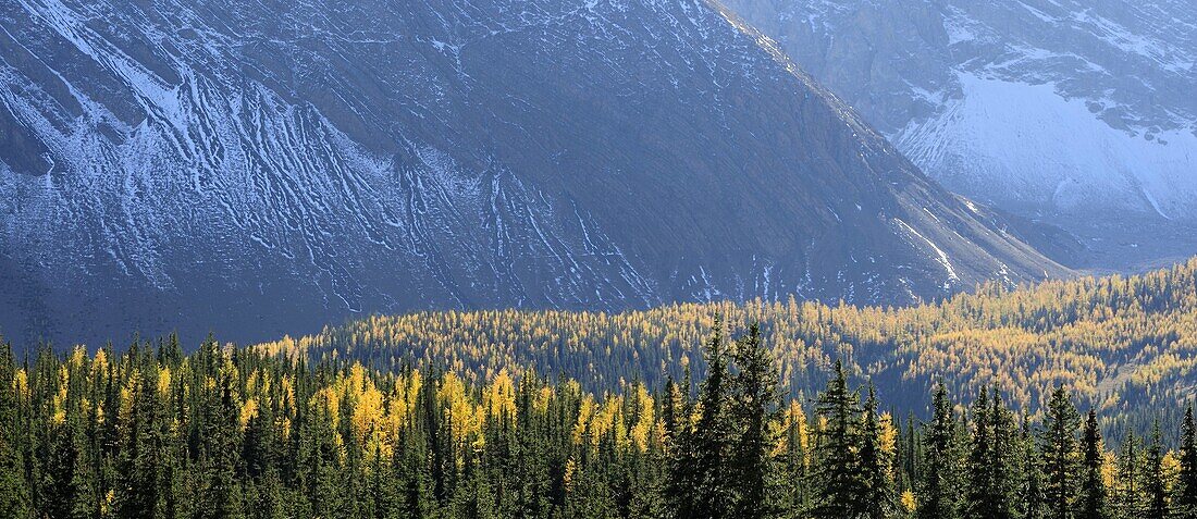 Larches and snow-dusted scree slopes at Highwood Pass