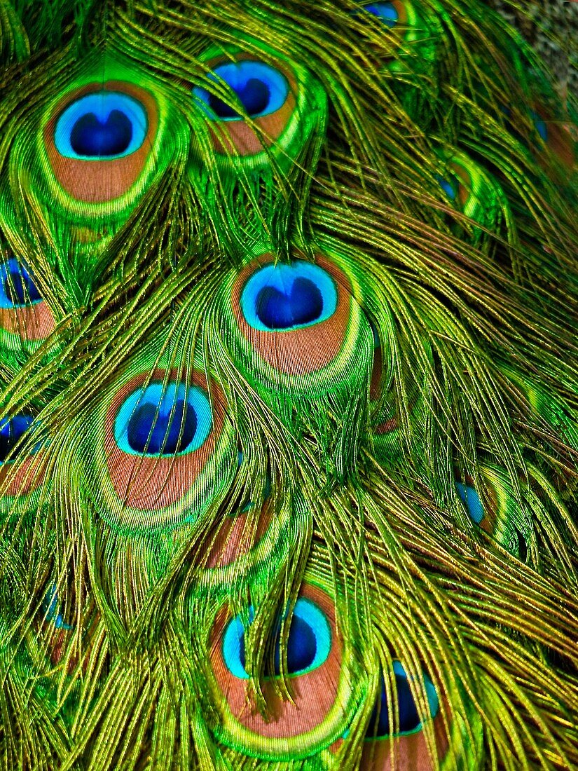 Peacock´s Feathers