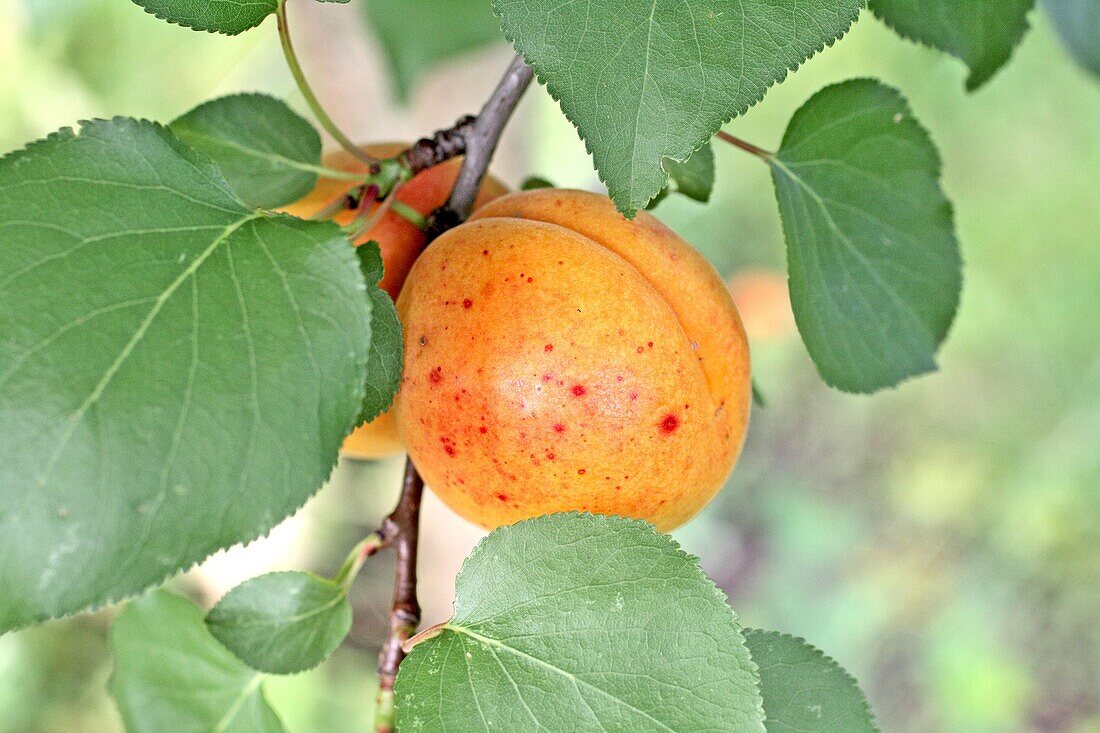 Two apricots on a branch, Prunus armeniaca  Two apricots are nestled under a bevy of leaves  Prunus armeniaca  Prunus armeniaca,  Apricots, a very important fruit of European commercial and domestic markets  The fruit originated in India and transferred t