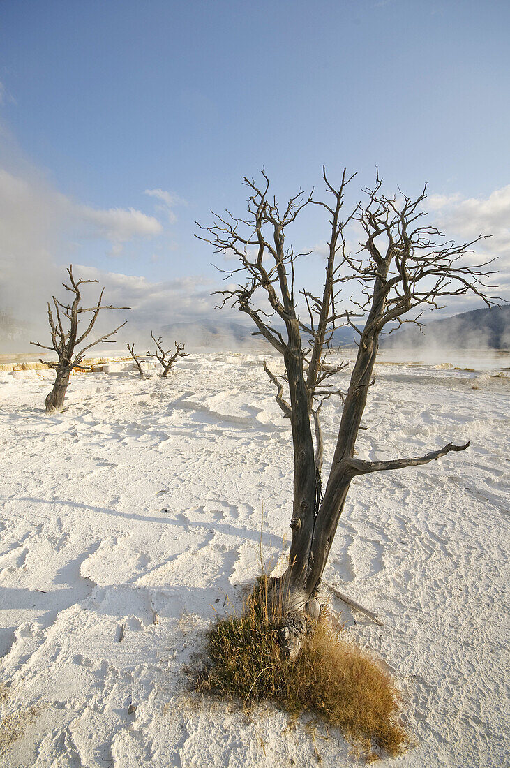 Travertine Terraces, Mammoth Hot Springs, Yellowstone National Park, Wyoming, USA