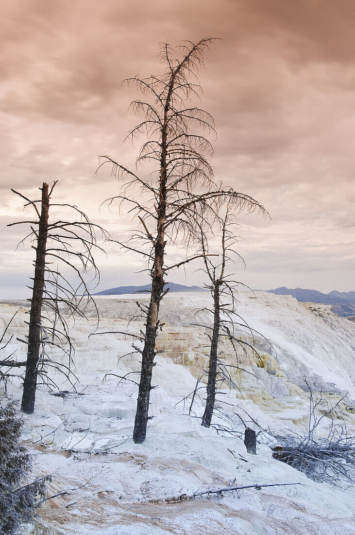 Travertine Terraces, Mammoth Hot Springs, Yellowstone National Park, Wyoming, USA