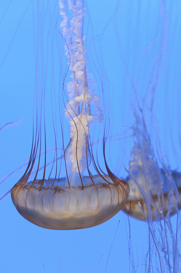 USA, California, Monterey Bay Acquarium, Pacific Sea Nettle Jellyfish Chrysaora quinquecirrha