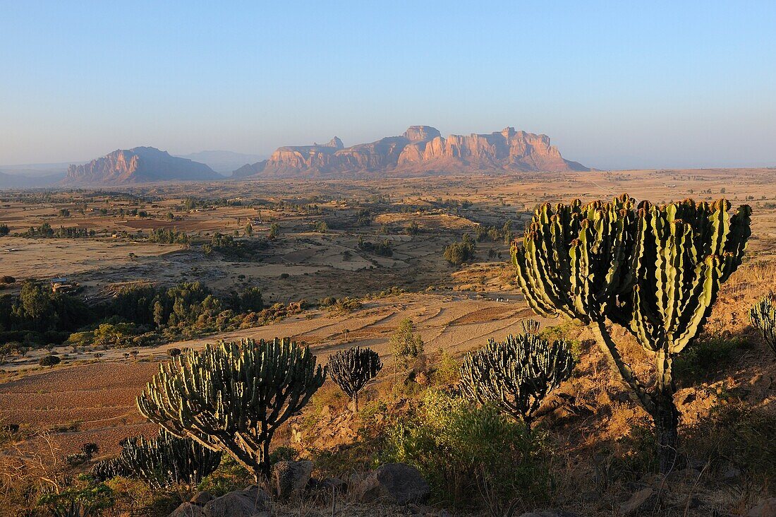 Ethiopia, Tigray, Hawsien region, Euphorbia cactus and Gheralta range