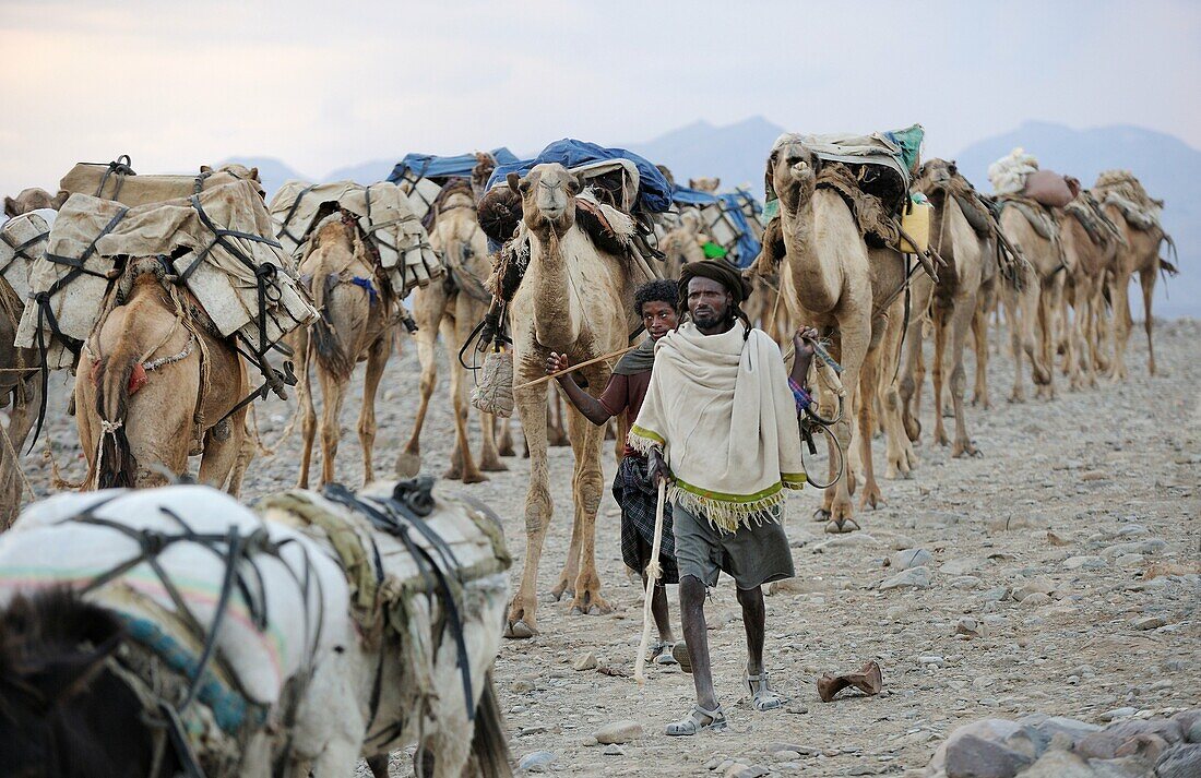 Ethiopia, Afar region, Ahmedila, Morning departure of the salt caravans