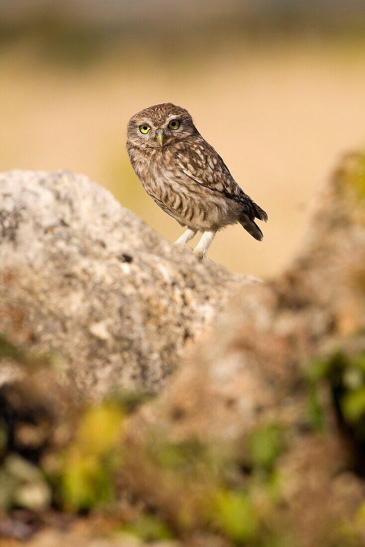 Little Owl  Athene noctua)