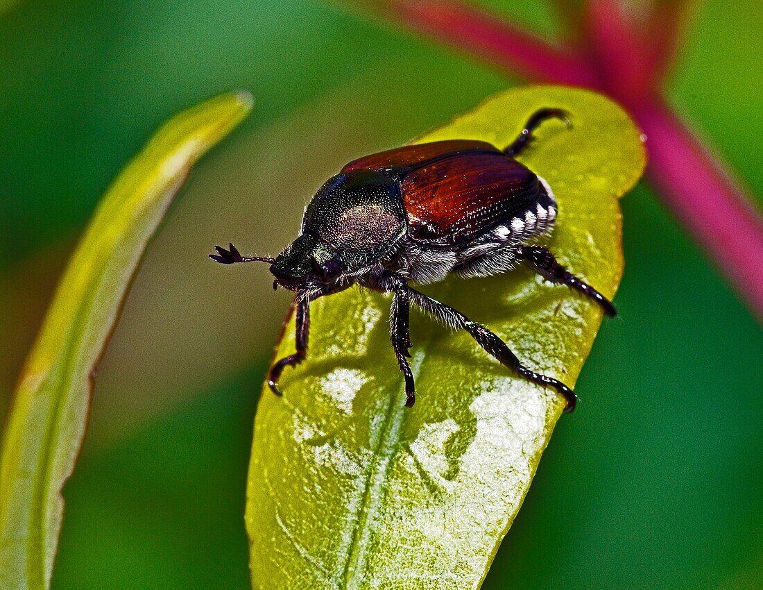 Activity, Age, Banks, Beetle, Center, Close-up, Closeup, Corolla, Education, Fauna, For, Japanese, Japonica, Outer, Places, Popilla, Season, Spring, Technique, Wild, Wildlife, V71-913177, agefotostock 