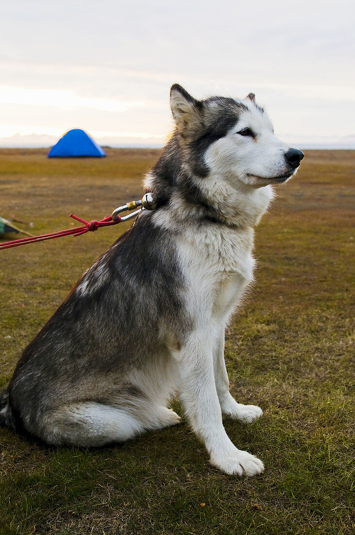 Dogs Sled, Svalbard