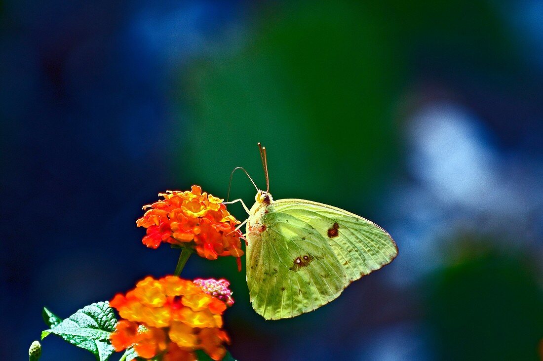 Cloudless Sulfur Butterfly on Lantana