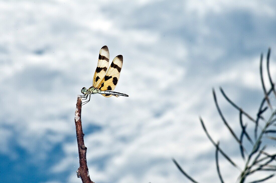 Halloween Pennant Dragonfly Perched