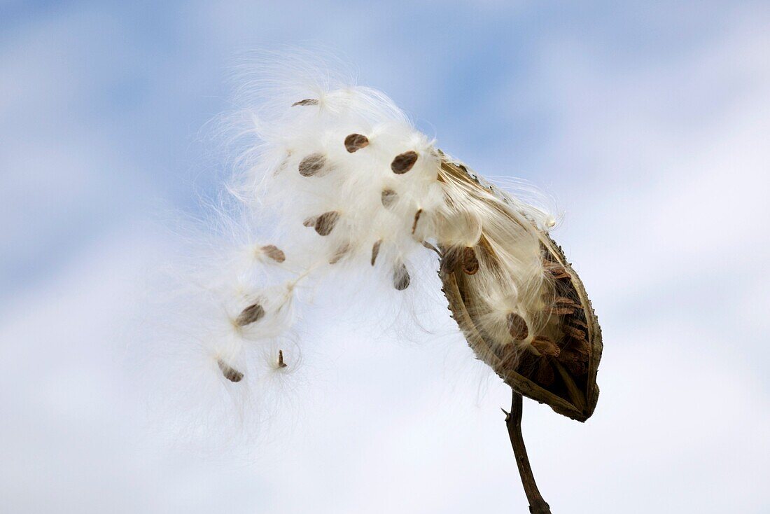 Cloudy sky with Common milkweed pod ASCLEPIAS SYRIACA, Butterfly flower, Silkweed with seeds dispersing, blowing in the wind