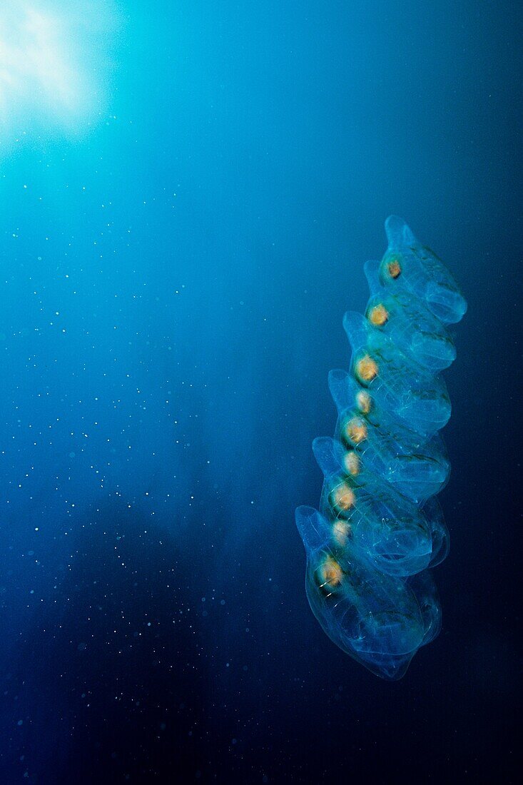 Pelagic Salp chain Thetys vagina off of Santa Cruz Island, California Channel Islands