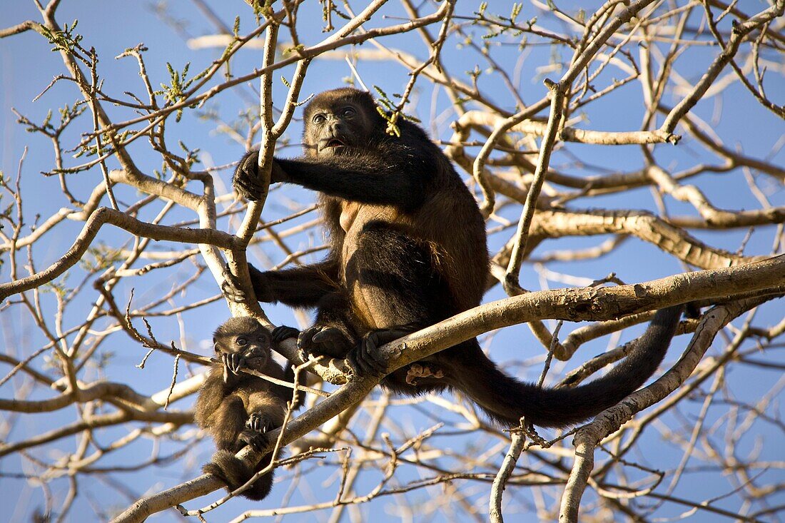 Female Golden-mantled Howler Monkey Alouatta palliata palliata and baby feeding in a tree at Playa Tamarindo, Costa Rica