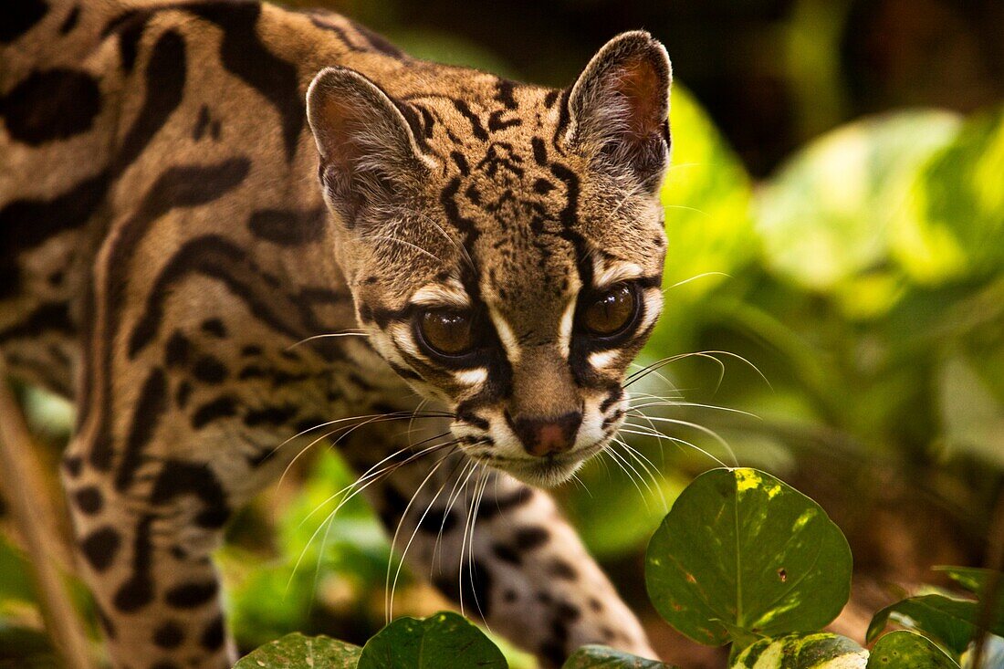 Margay Cat Leopardus wiedii at Las Pumas animal rescue in Canas, Costa Rica