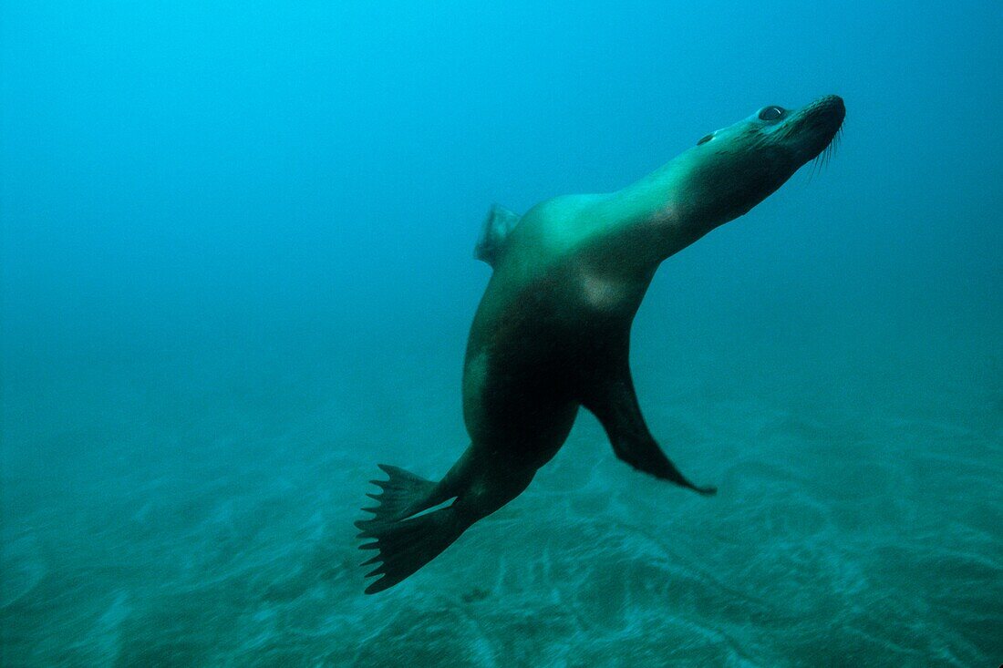 California Sea Lion Zalophus californianus playing underwater at Santa Barbara Island, California Channel Islands, USA