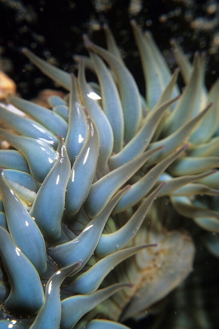Aggregating anemone Anthopleura sola in a tide-pool along the coast of Santa Barbara, California