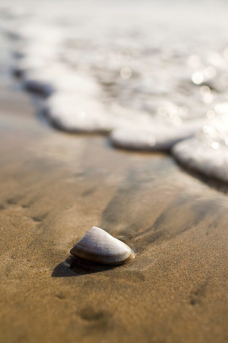 A clam on the shore of Parque Nacional Marino las Baulas in Playa Grande, Costa Rica