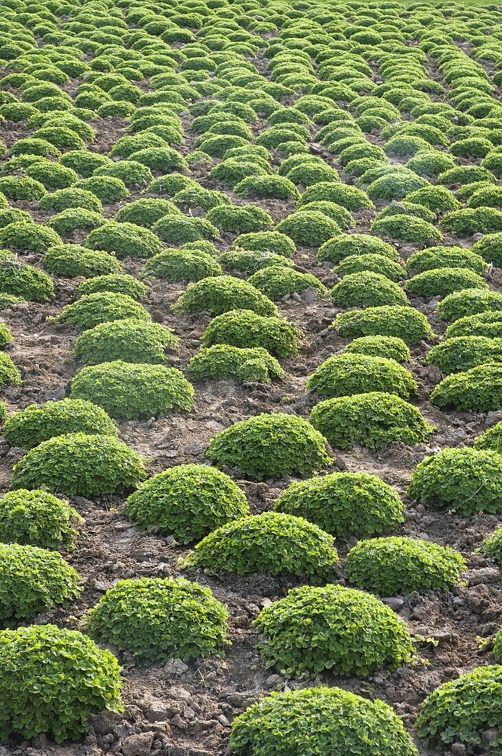 April 2009, China´s Henan Province, Luoyang City, Garden green