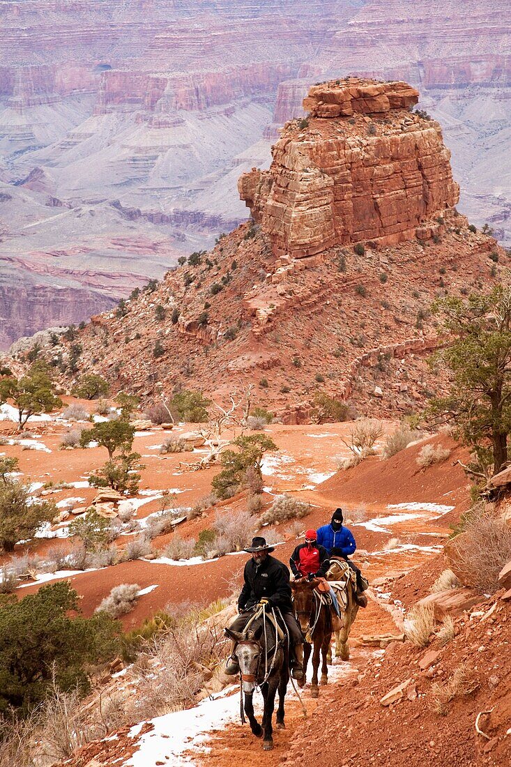 Grand Canyon National Park, Arizona - Mule riders climbing the South Kaibab Trail above Cedar Ridge in the Grand Canyon in winter  © Jim West