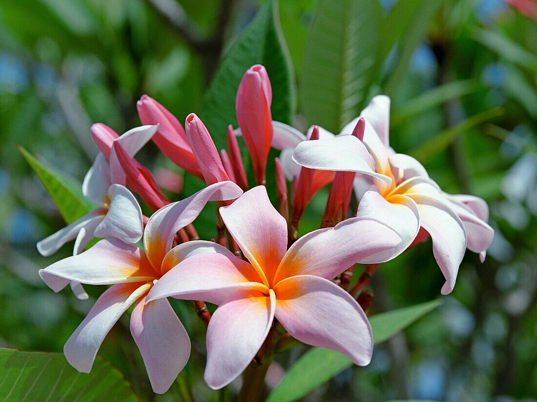 Frangipani blossom  Pangkor Laut island, Malaysia