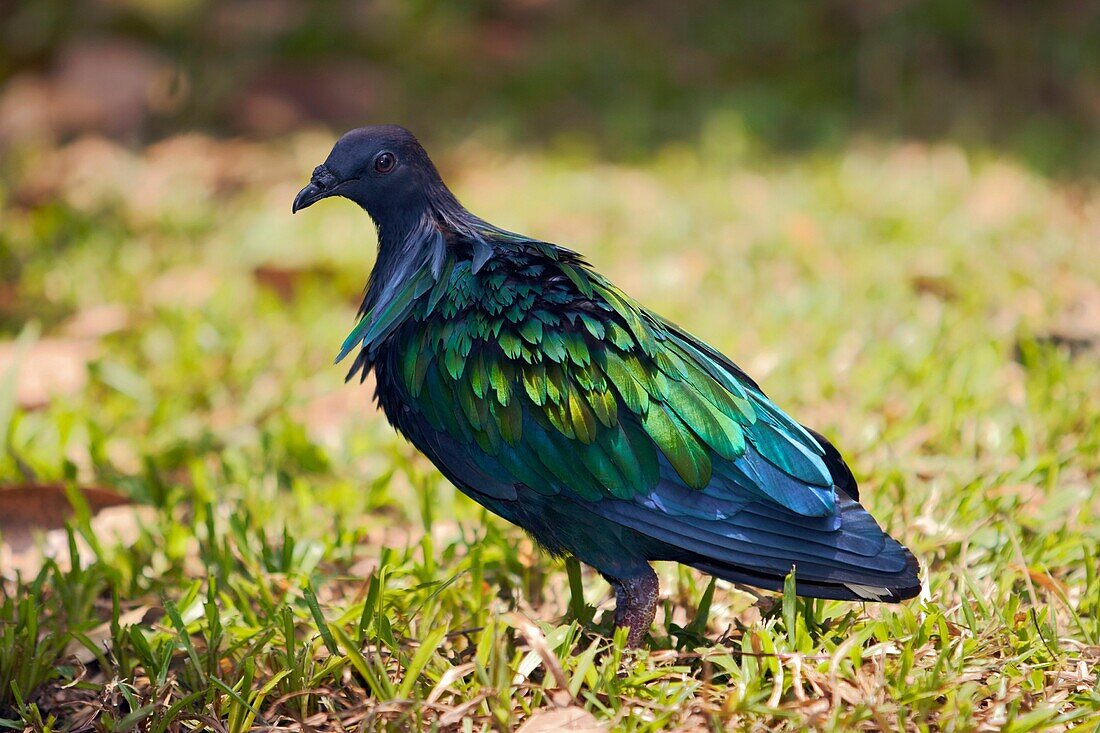 Nicobar pigeon  Scientific name: Caloenas nicobarica  Kuala Lumpur Bird Park, Malaysia