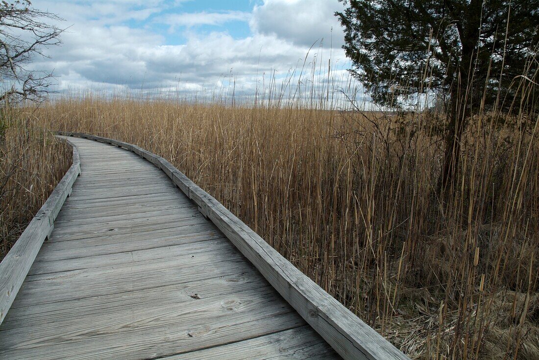 Phragmites australis plant along the boardwalk at Sandy Point Discovery center  Located in Stratham, New Hampshire USA