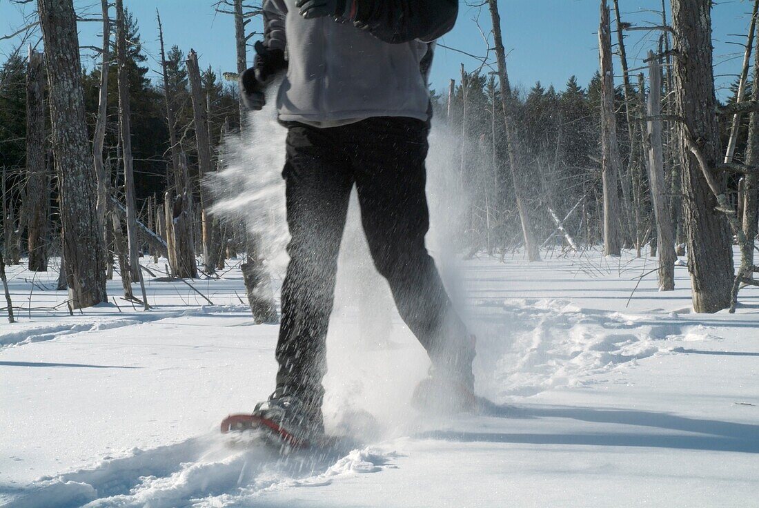A person snowshoeing in a New England forest  Strong winds cause the snow to blow around  Located in New Hampshire USA