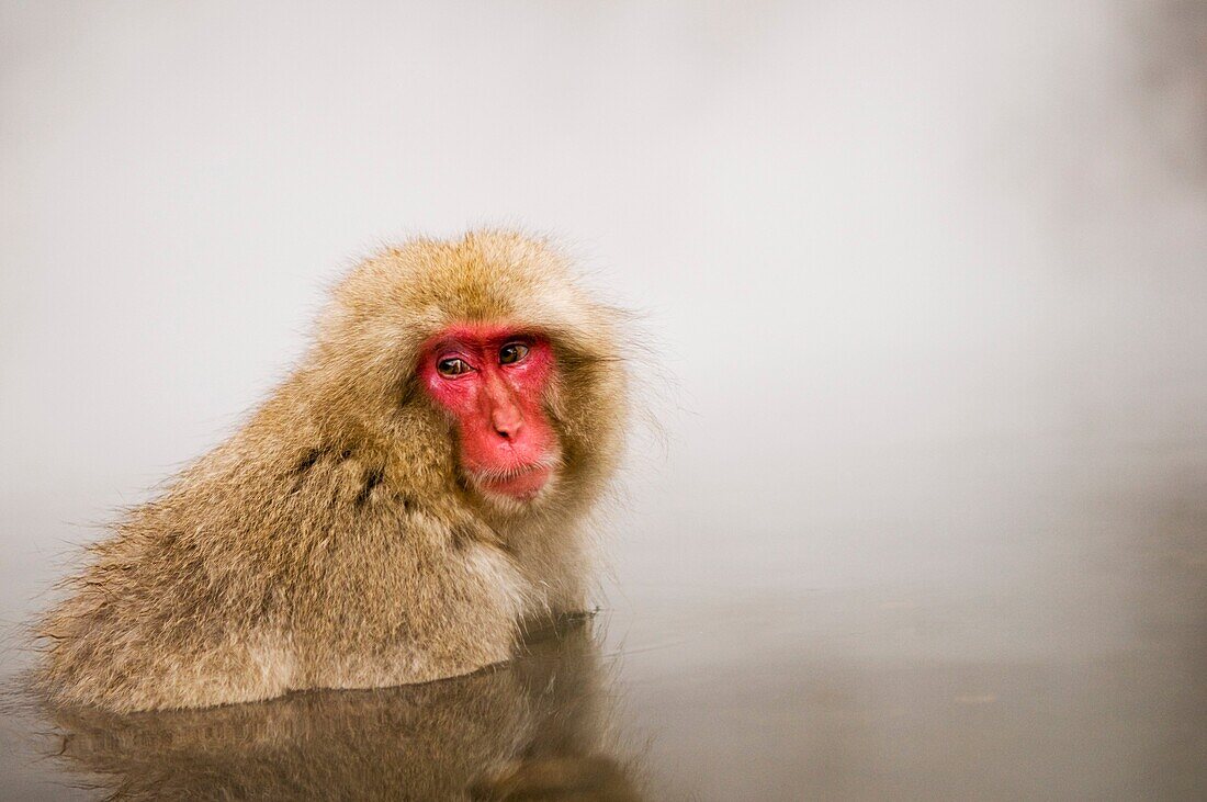 Japanese Macaque Macaca fuscata snow monkey Nagano Japan