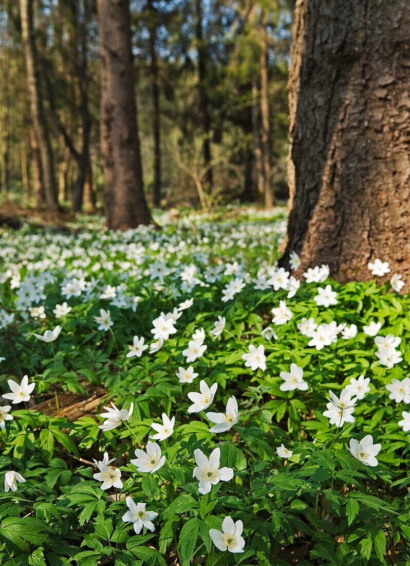 White flowers Campanula carpatica Carpathian bellflower in the Hutsulshyna Carpathian Mountains Ukraine