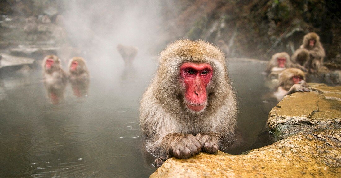 Japanese Macaque Macaca fuscata snow monkey Nagano Japan