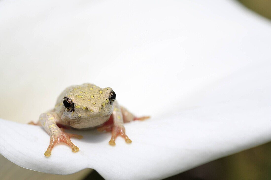 Painted reed frog sitting on Arum lily flower South Africa