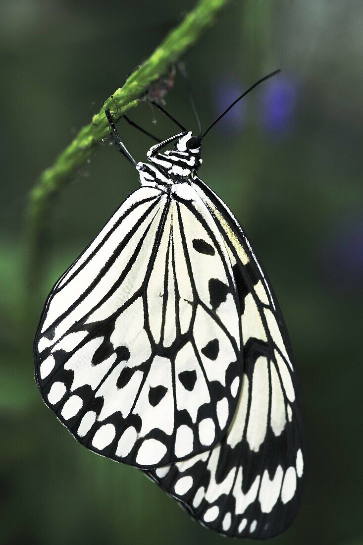 Rice Paper butterfly  Idea leuconoe) hanging from stem of plant