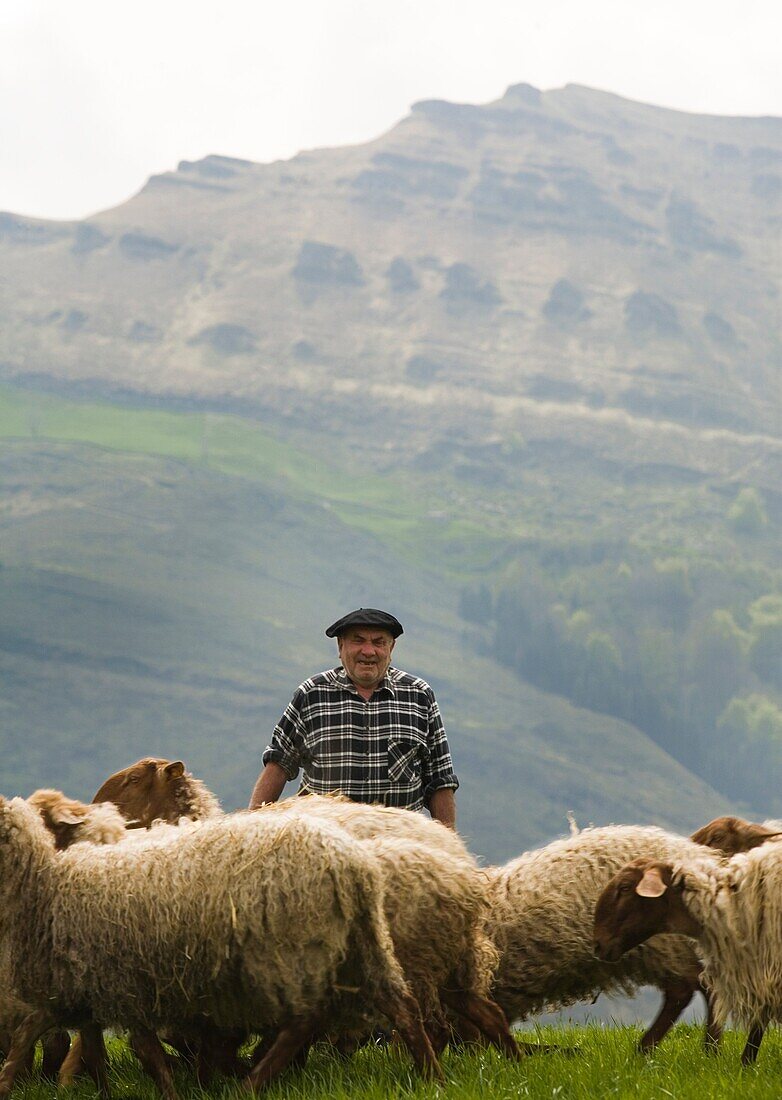 Paisano con su ganado en La Gándara