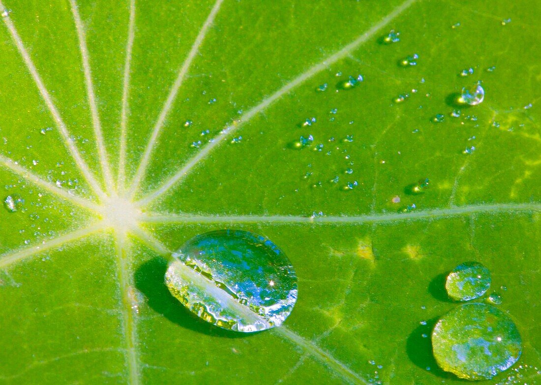 Gotas de agua sobre una hoja