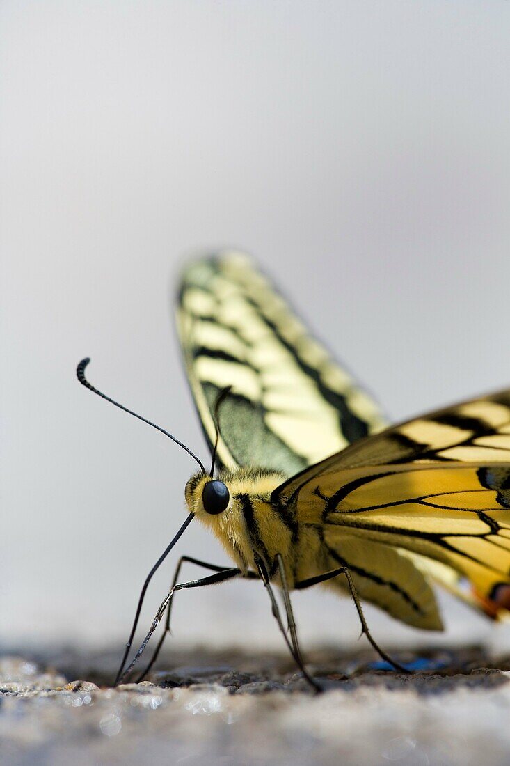 Macro de una mariposa