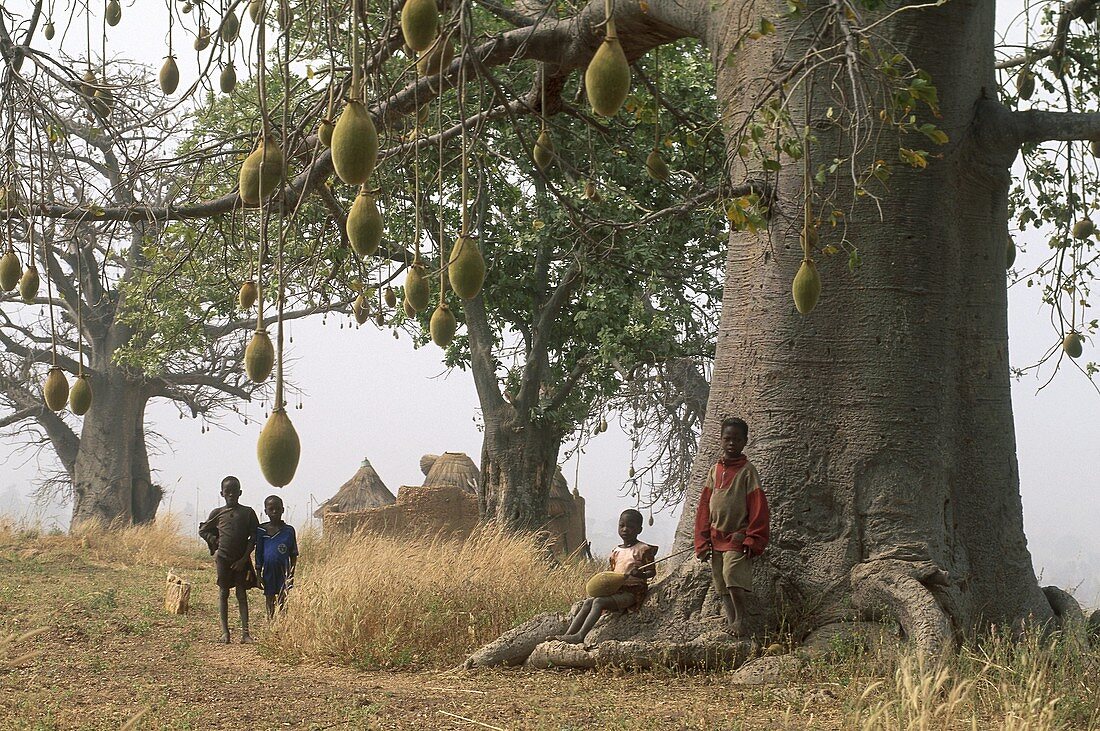 Baobab,pays otammari ou somba,region de l'Atakora,Benin,Golfe de Guinee,Afrique de l'ouest,Gulf of Guinea,Westafrika