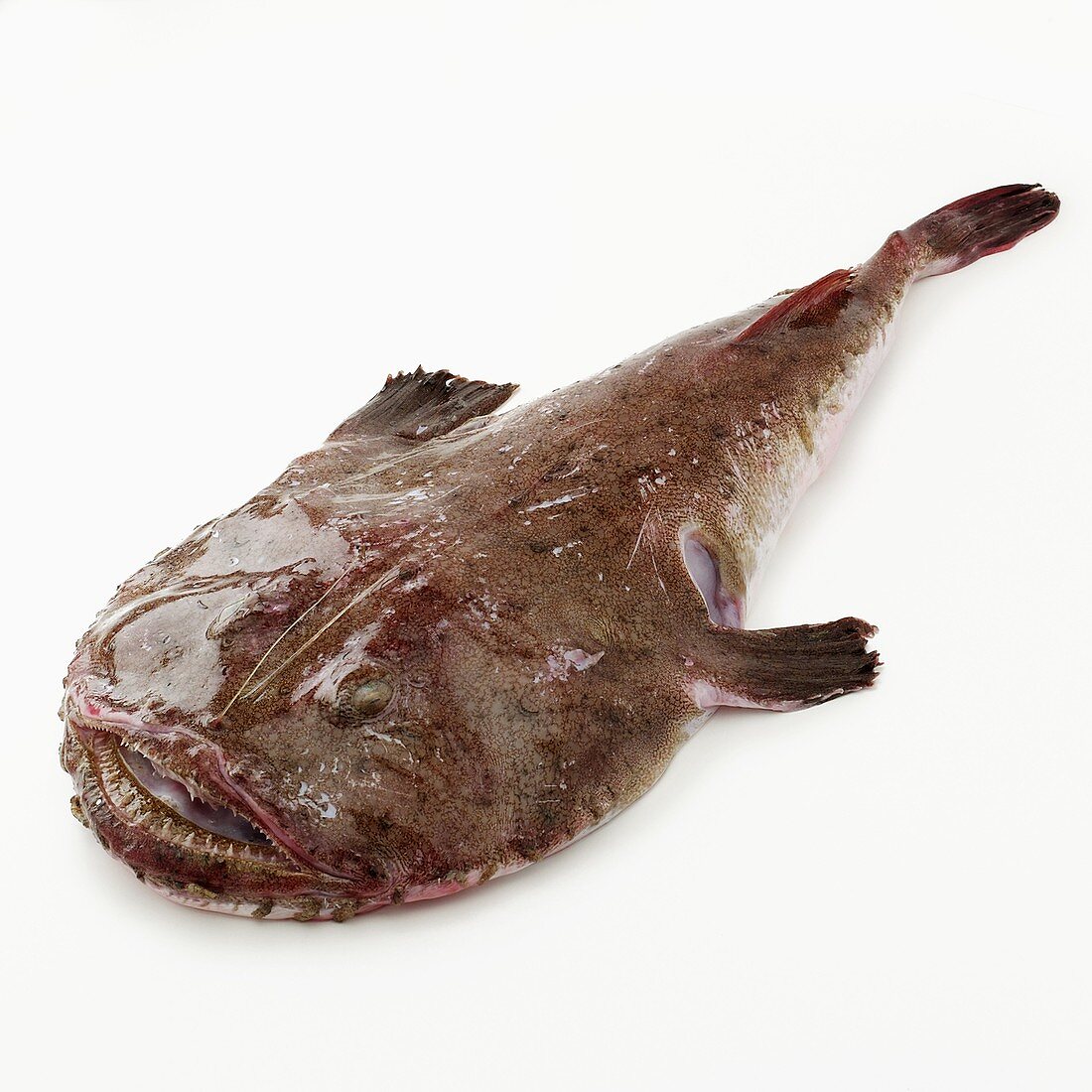 Monkfish