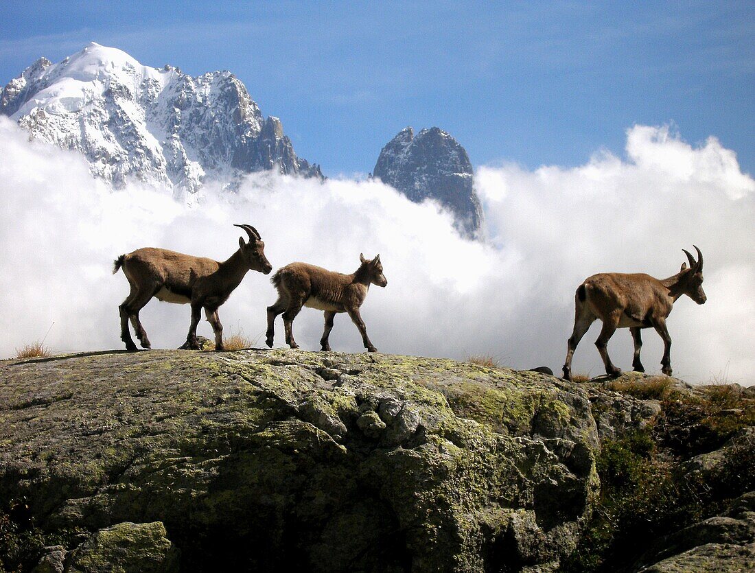 Rock Goats Capra ibex  Aiguilles Rouges natural park  Massif of Mont-Blanc  French Alps