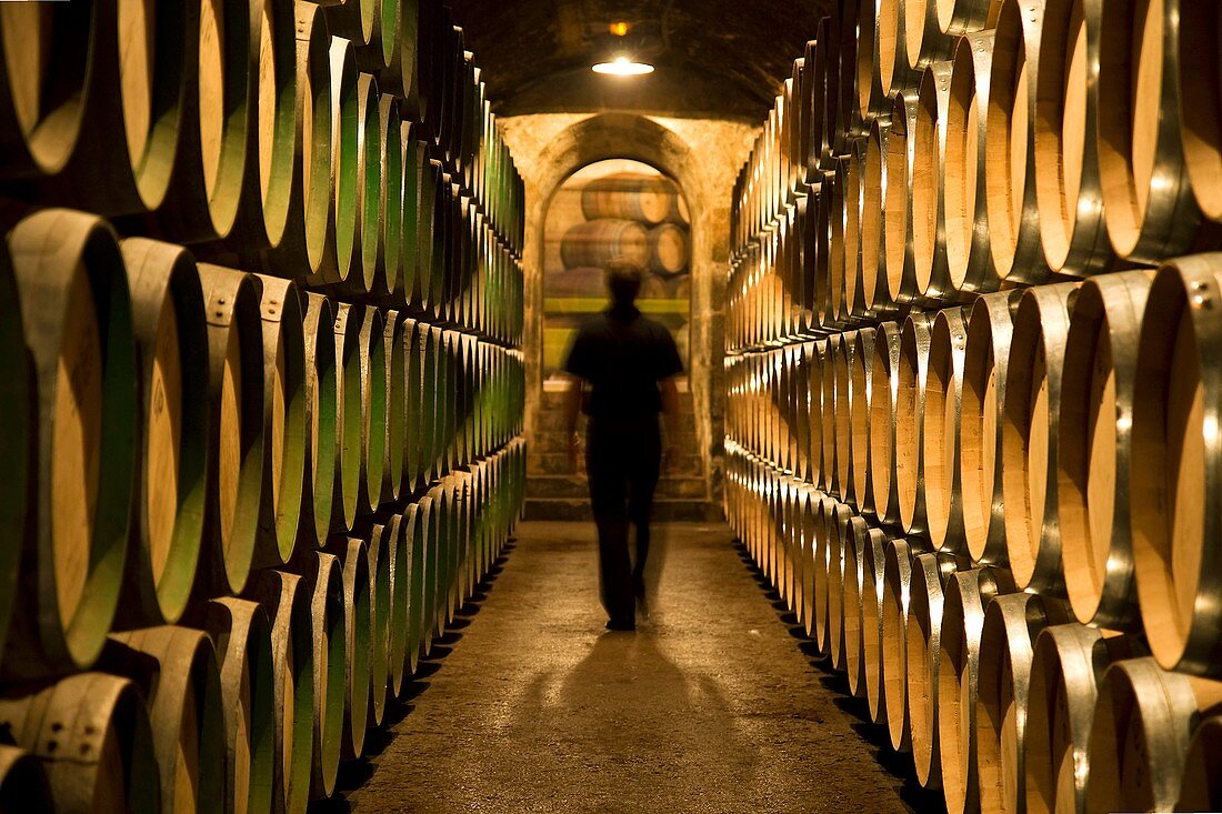 Winery  Alava  Basque country  Spain