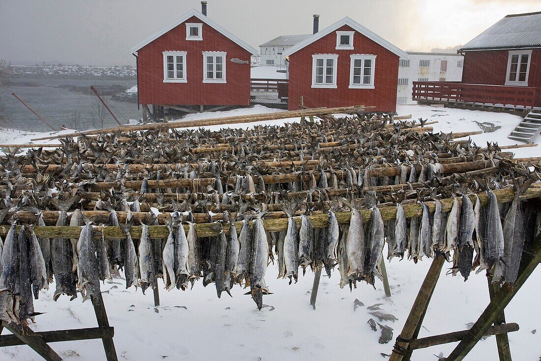 Fishes drying  Lofoten islands  Norway